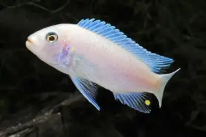 ✨ Pearl Zebra Cichlid 2.5" (Maylandia callainos) – Vibrant Lake Malawi Mbuna