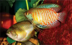 🐠 1 Pair (Male/Female) Stunning Dwarf Gouramis - Striking Beauty for Your Aquarium!🌹