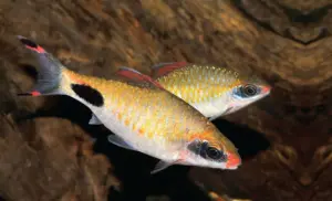 Filament Barb - Mascara Barb Beautiful Hard to find Live Fish
