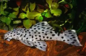 Grey Leporacanthicus (L264) 3 – The Elegant Vampire Pleco! Healthy Hard to find