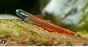 Annies Goby 1" size Stiphodon annieae Live Fish: Stunning Nano FAST SHIP