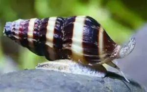 5 Assasin Snails (5-Pack Small) Live Freshwater Algae Eaters Tank Cleaners