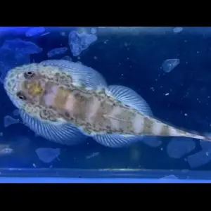 White Panda Borneo Sucker Loach Small