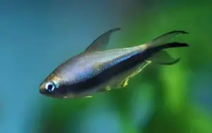 5x Emperor Tetra Med RARE LIVE TROPICAL FISH Great Fish Awesome Price.