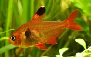 ❤️ 6 Red Phantom Tetra (Hyphessobrycon sweglesi) – Colorful & Peaceful Community Fish