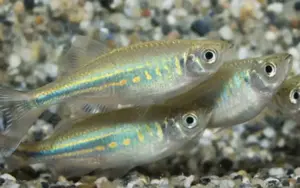 🌊 6 Giant Danio (small) (Devario aequipinnatus) – Fast & Active Schooling Fish