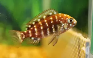🌟 Tropheus Duboisi Maswa 3.5" – Iconic Lake Tanganyika Cichlid