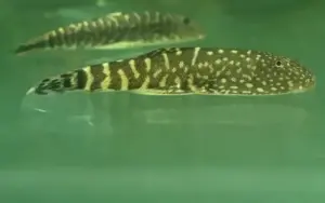 Blue Zebra Borneo Butterfly Loach Small