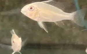 🤍 2 Albino Threadfin Acara 1.5" (Acarichthys heckelii “Albino”) – Graceful, Intelligent & Rarely Seen Cichlid