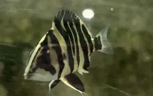 🐯 Datnoid Sumatra Tiger Fish 1.25" (Datnioides microlepis) – Rare Black & Gold Predator Showpiece