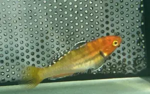 2 Tropical Empire Gudgeon (Sunburst) Goby Rare Freshwater Tropical Fish  Hypseleotris Cyprinoides