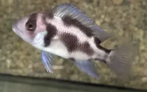 Black Widow Frontosa 1.5" - 2" Live Cichlid Fish - Active Freshwater FAST SHIP