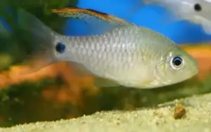 Drape Fin Barb Medium Size Healthy Fish Mixed Genders