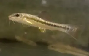 Beautiful Hillstream Loach (Traccatichthys Pulcher)