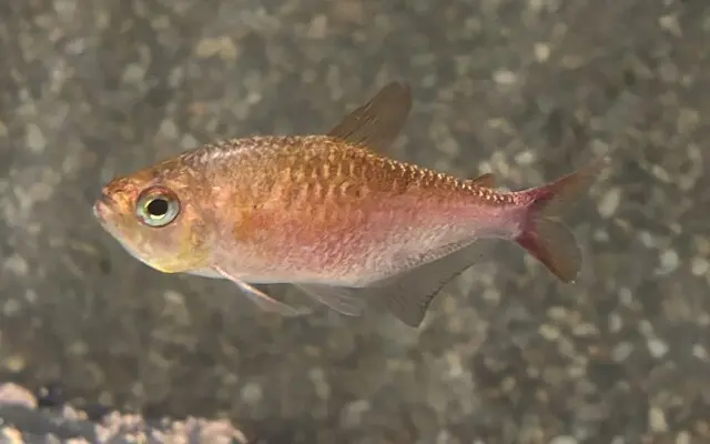 Pink Moenkhausia Tetra Large