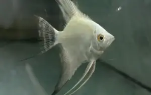 Bulgarian Lilac Point Angel Small Size Live Fish tropical aquarium