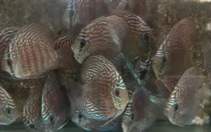 Turquoise Checkerboard 2.5" Healthy Live Discus Fish tropical aquarium