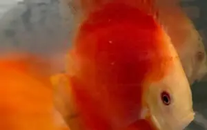 Red Melon Discus Fish 2.5" Healthy Live Angel Fish tropical aquarium