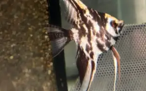 Marble Angel Fish Medium Size Body Healthy Live Angel Fish tropical aquarium