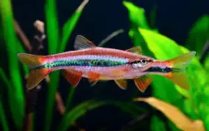 Rasbora Patrickyapi Vibrant Nano Tank Live Fish