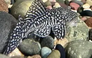 🪨 Slate Pleco 2.5" – Hardy & Attractive Pleco