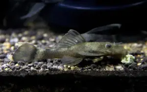 🐉 Shortfin Green Dragon Bristlenose 1"-1.5" – Unique & Hardy Algae Eater