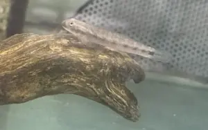 🔥 Redtail Goby Med-Lrg (Sicyopterus lagocephalus) – Energetic, Colorful & Algae-Grazing Stream Goby