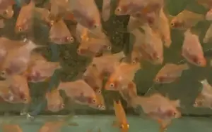 GOLD GHOST TIGER BARB Live Fish Active Healthy Aquarium Fish