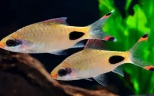 Filament Barb 2" - Mascara Barb Beautiful Hard to find Live Fish