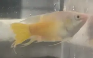 ✨ Albino Paradise Fish Large (Macropodus opercularis) – Rare Color Morph of a Classic Tropical Species