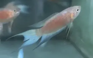 Red Paradise Fish- Stunning Tropical Fish - Fast Shipping -Buy It Now!