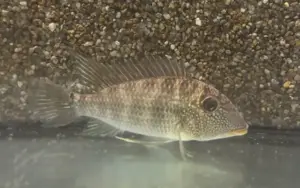 🌍 Geophagus mapiritensis – Rare Eartheater Cichlid from Venezuela 4" - 5"