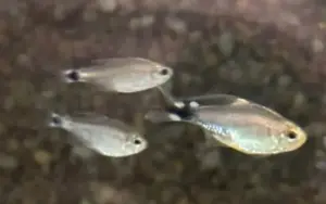 🦝 Raccoon Tetra Med-Lrg (Hyphessobrycon procyon) – Rare & Eye-Catching South American Tetra