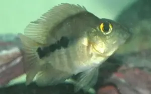 2 Blood Red Juvenile Parrot Cichlid 1" Cichlasoma CF Severum Live Fish