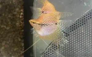 🎈 Balloon Pearl Gourami (Trichogaster lalius “Balloon”) – Peaceful, Colorful & Full of Personality