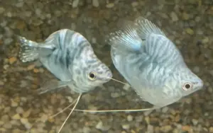 🎈 Blue Balloon Gourami (Trichogaster lalius “Balloon”) – Peaceful, Colorful & Full of Personality
