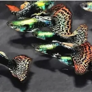 3 Green Dragon MALE Guppies, Live Fish. Healthy Active Beautiful Guppy