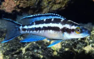💎 Neolamprologus buescheri “Blue Face” 2" – Elegant & Rare African Cichlid
