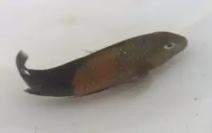 Bemba Tropheus Orange Belt 2" Live Fish: Unique African Cichlid