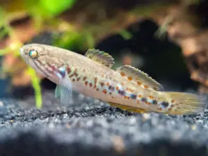 Northern Purple Spotted Goby Size Med. Mogurnda Mogurnda Limited Stock