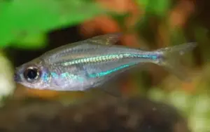 💎 6 Blueline Glass Tetra (Heterocharax virgulatus) – Rare & Transparent Beauty