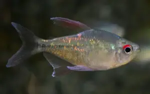 💎3 Diamond Tetra Wild Caught Lrg.. - SPARKLING! Aquatic Enchantment! 🐠