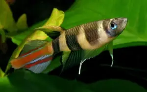 3 Pack Clown Killie Epiplatys Annulatus beautiful Live Fish Freshwater Aquarium