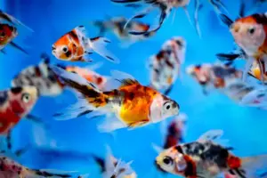 🎨 Calico Fantail Goldfish 1.5" - 2" – Colorful, Hardy & Gracefully Flowing