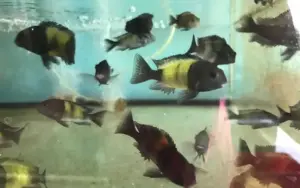 ⚡ Tropheus moorii Ikola 3" – The Striking Yellow-Band Tanganyikan Cichlid