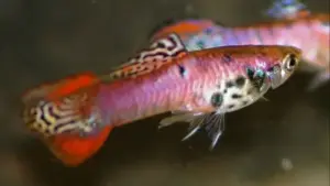 3 Red Tiger Endler Guppy MALES -Awesome Fun 🌿 Live Fish