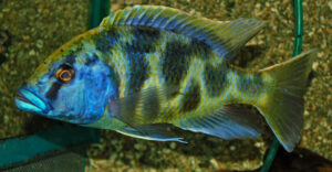 Haplochromis Venustus Cichlids 1.5" Healthy Malawi Cichlid Live Fish