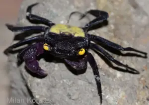 Vampire Crab Assorted - Funky addition!