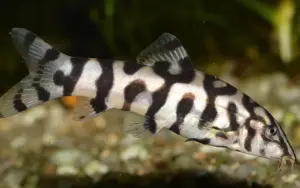 Pakistani Loach 1" - Freshwater Live Fish Botia Lohachata
