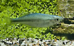 2 Turquoise Rainbow Medium - Rainbowfish live Fish Beautiful Color and Healthy